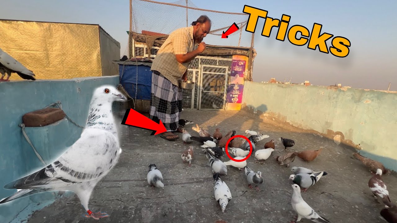 Sedi ka nafta kabootar pakad liya 🦅😂