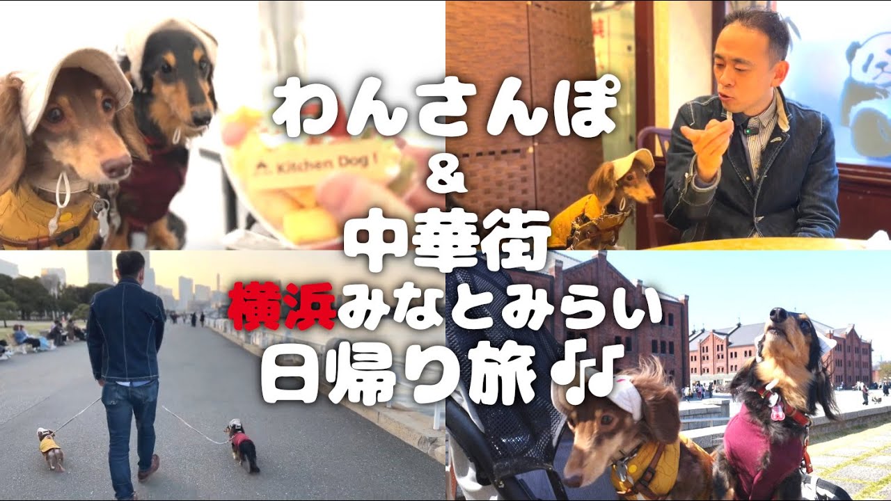【横浜犬連れ日帰り旅】赤レンガ倉庫わんさんぽと中華街を日帰り旅行してきたよ～🐕🐕🐾神奈川県