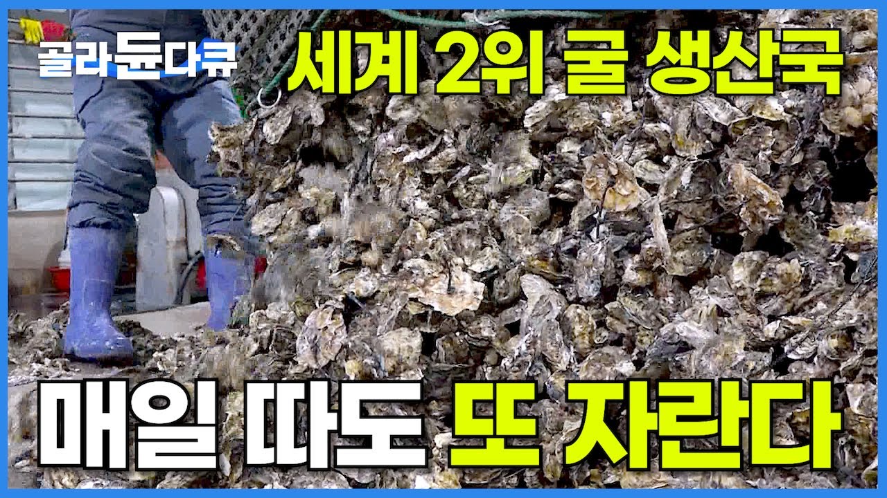 한국 굴이 대단한 이유! 넓게 펼쳐진 900톤 굴 양식장에서 하루 10톤 굴을 따다 생산하는 과정┃양식 굴이 자연산 굴과 큰 차이가 없는 이유┃생굴 양식장┃극한직업┃#골라듄다큐