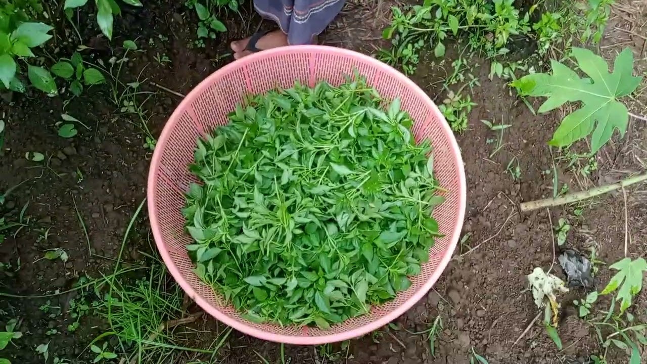 AWAS‼️BUKAN MONOTON⁉️TAPI HARUS DI TONTON SUPAYA TIDAK SU'UDZON#fyp#suksestani 