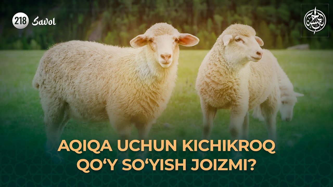 218-savol: Aqiqa uchun kichikroq qo&lsquo;y so&lsquo;yish joizmi?