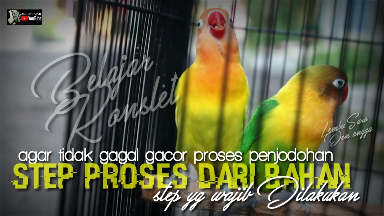 belajar lovebird konslet : step yang wajib dipahami agar tidak gagal gacor