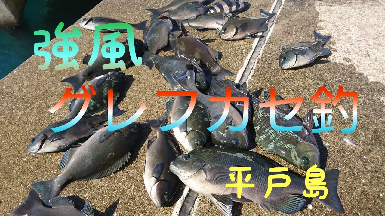 【波止グレ】強風の中でグレフカセ釣り、長崎県平戸市、平戸島、マジカグレチャンネル