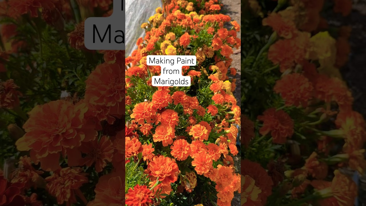 Making Watercolour Paint from Marigold Flowers: A Colour Experiment #shorts #nature