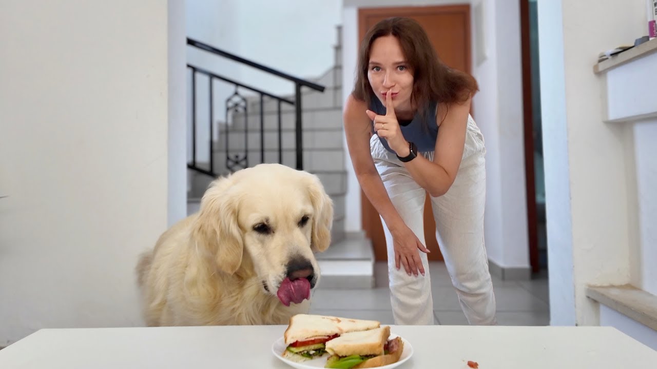 Leaving My Dog Alone with a Sandwich