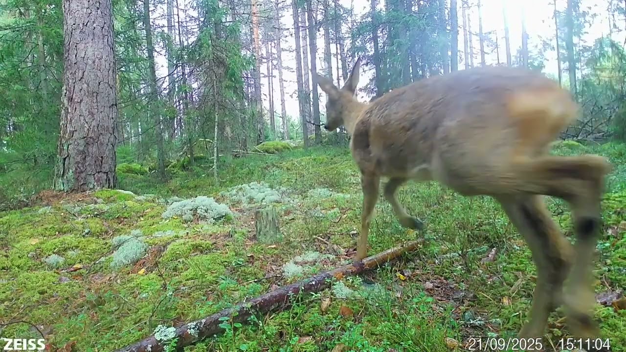 Skogen berättar del 109