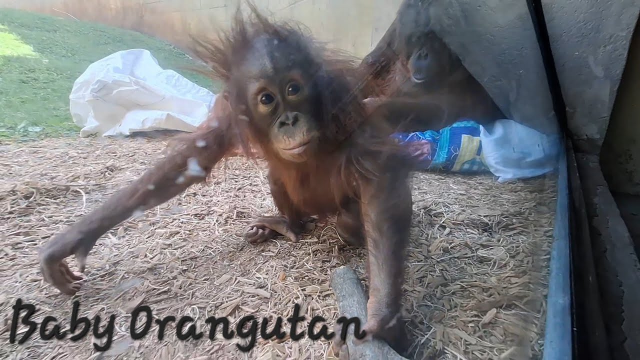 Baby Girl Orangutan at Columbus Zoo and Aquarium 