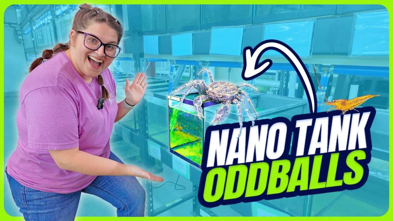 Tajskie mikrokraby i inne dziwaczne dodatki do Twojego nanoakwarium [Tygodniowy przewodnik, odc. 30]