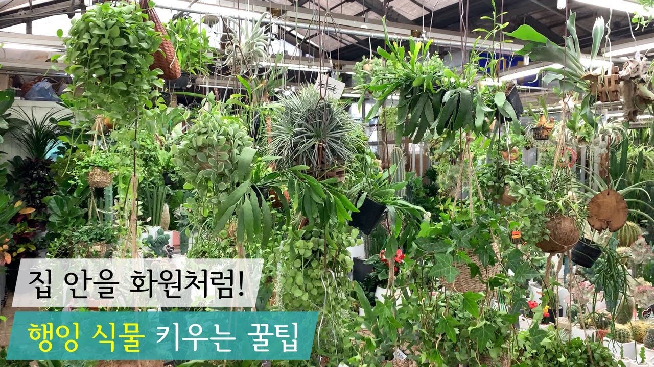 양재꽃시장 사장님이 알려주는 행잉식물 잘 키우는 방법 (물주기, 영양제, 분갈이)
