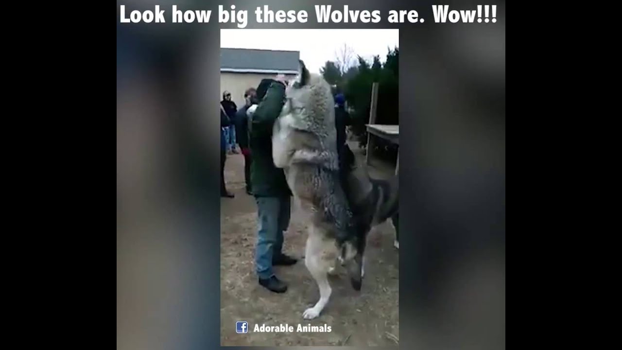 Adorable Giant wolves