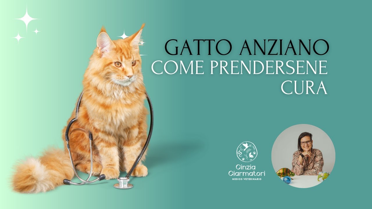 Gatti anziani: come prendersene cura in modo sinergico e sostenibile