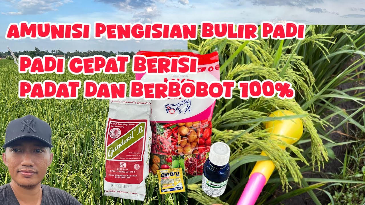 Meningkatkan Bobot dan Mempercepat Pengisian Bulir Padi Panen Meningkat/ Penyemprotan Pengisian Padi