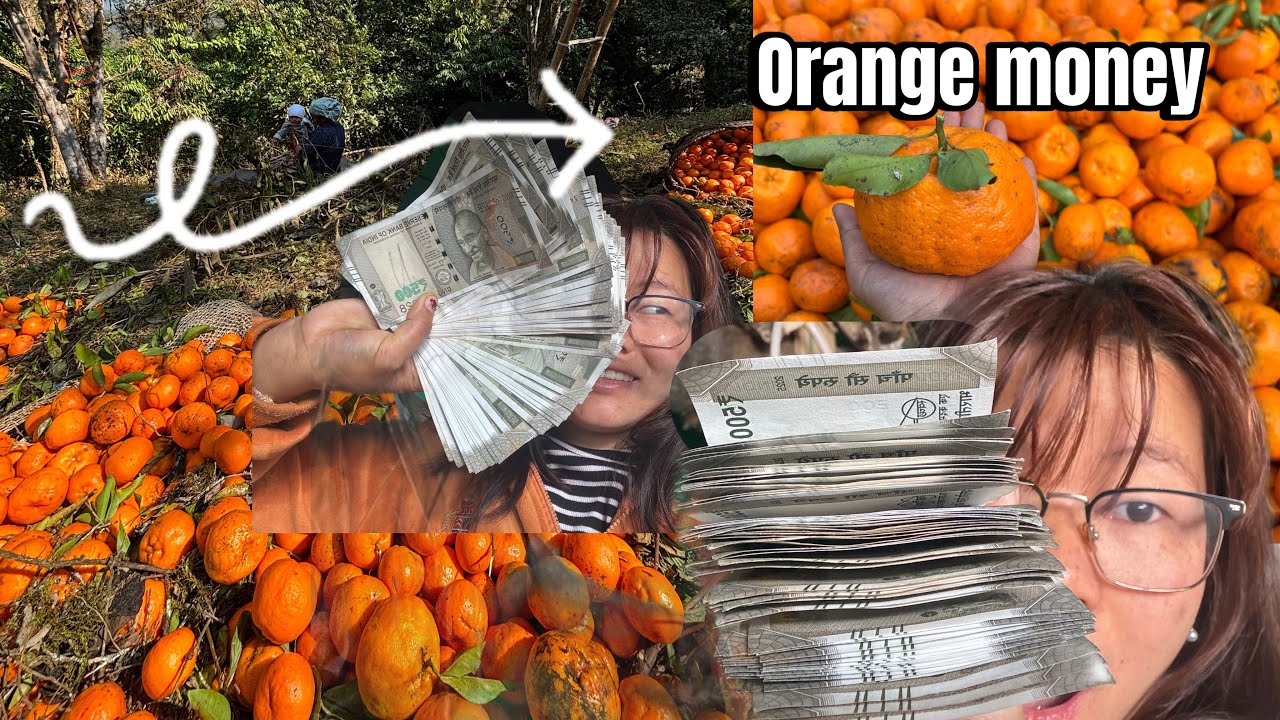 Orange 🍊 business  in Arunachal Pradesh #orangecounty  #orangejuice 