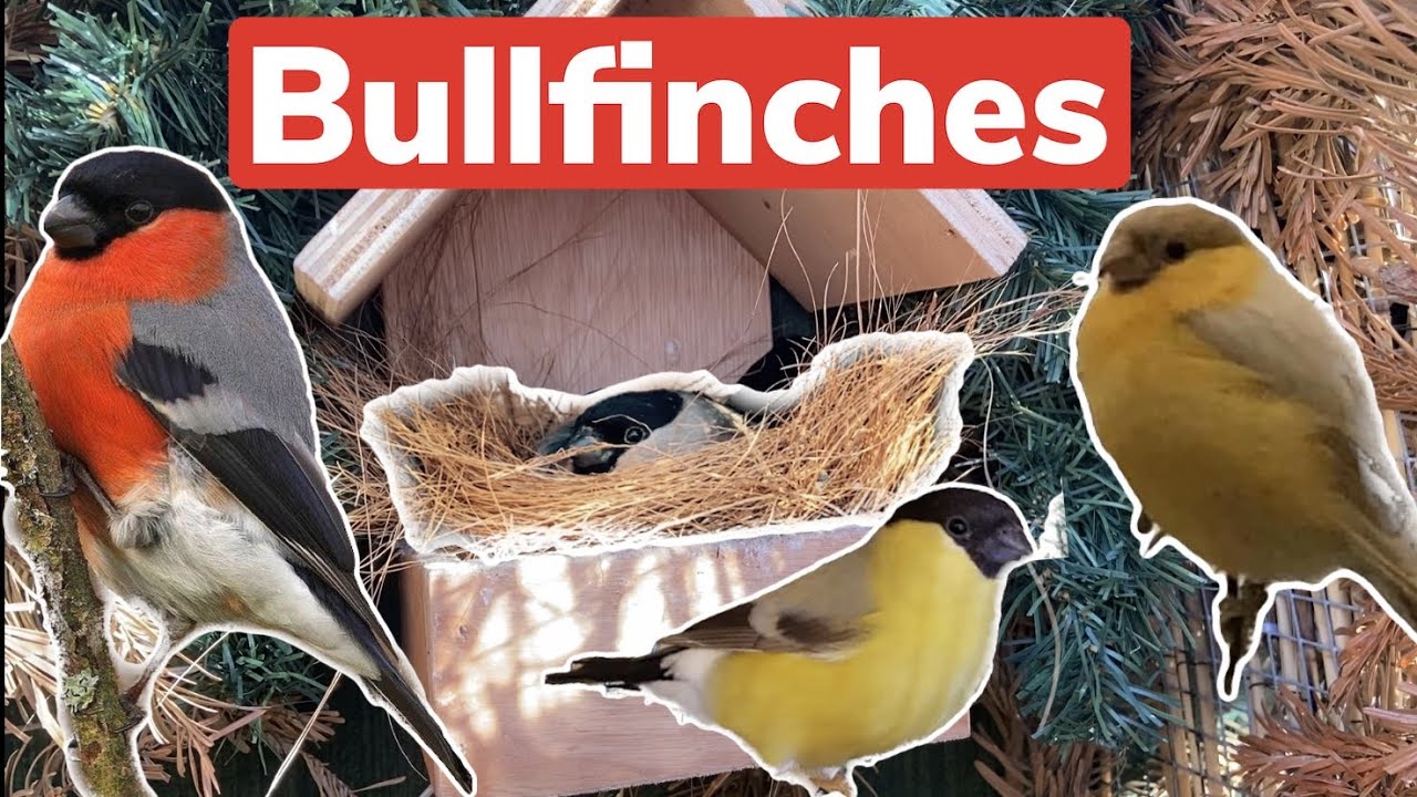 Breeding Bullfinches - the Good, the Bad and the Ugly