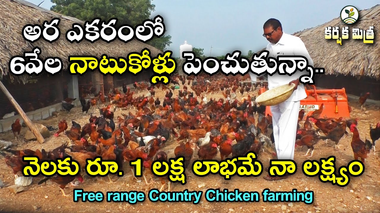 అసిల్ నాటు కోళ్లతో లాభాలు భళా || Asil ( Assel ) Country Chicken/Natu Kodi farming || Karshaka Mitra
