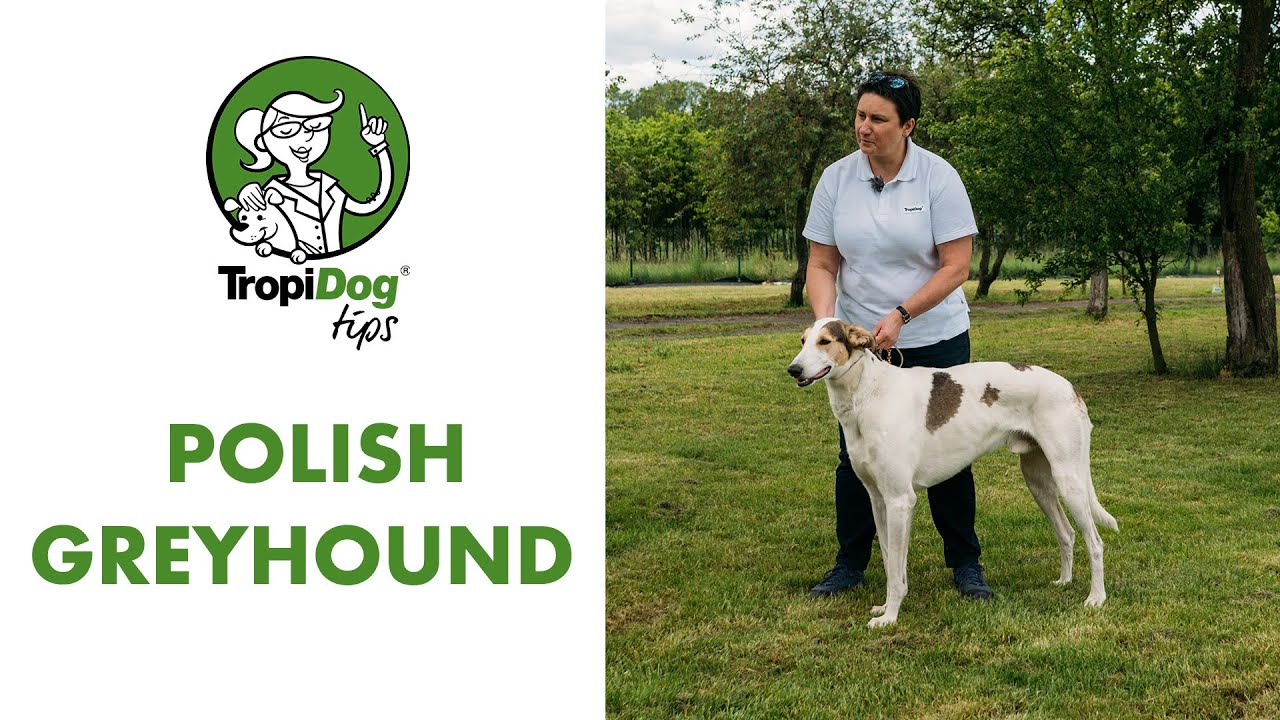 Polish greyhound - doggie nobleman