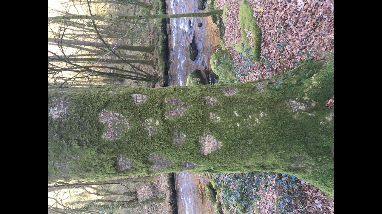 L'arbre et le roi