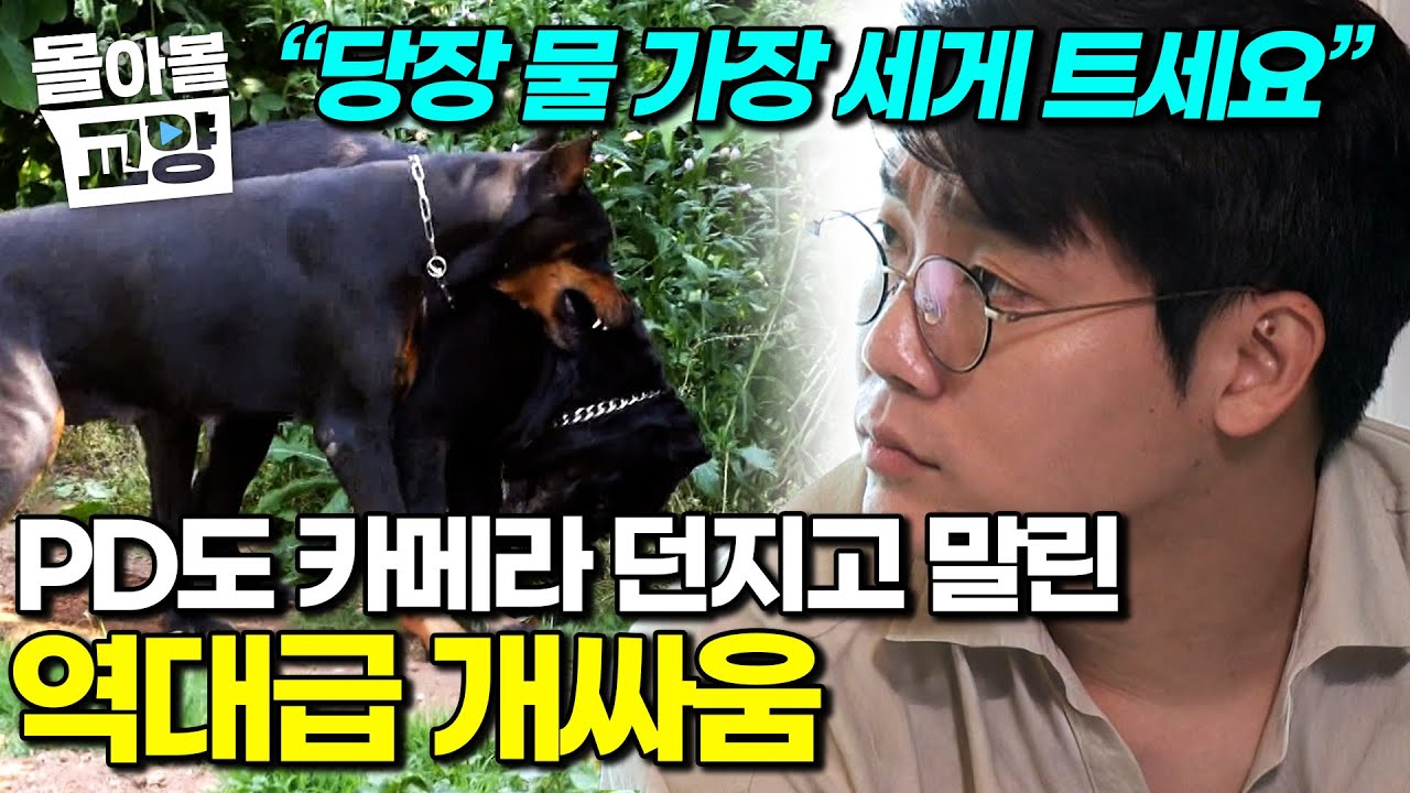 “감당이 안 돼요” 50kg 대형견 2마리의 역대급 개싸움에 촬영하던 제작진까지 투입. 싸움 한 방에 끝낼 솔루션 가져온 설쌤 #몰아볼교양
