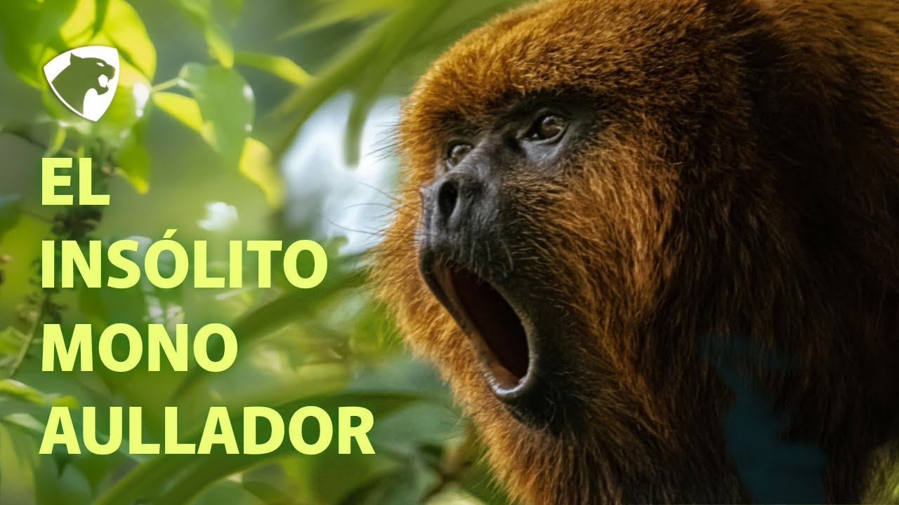 El Poderoso rugido del Mono Aullador #animales #naturaleza #planeta #vida