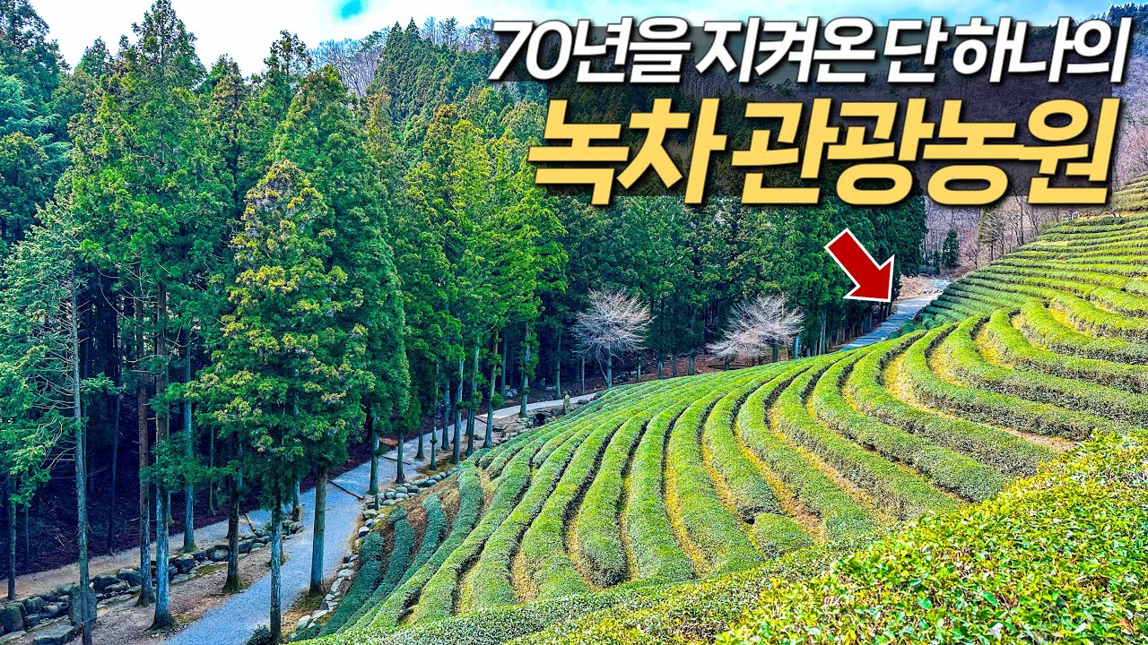🏕️70년을 이어온 국내 유일의 차 관광농원 트레킹 | 국내여행 | 대중교통 여행 | 전남 보성