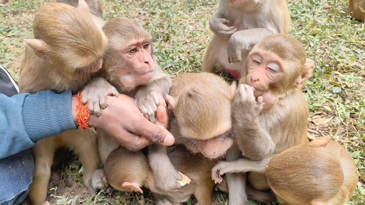 Feeding Biscuit to Tiny Baby Monkey // Biscuit Time at Monkey Hill #babymonkey #virel 
