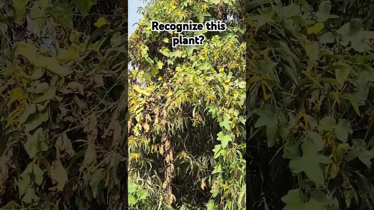 Plant whose leaves have soap like effect. 
