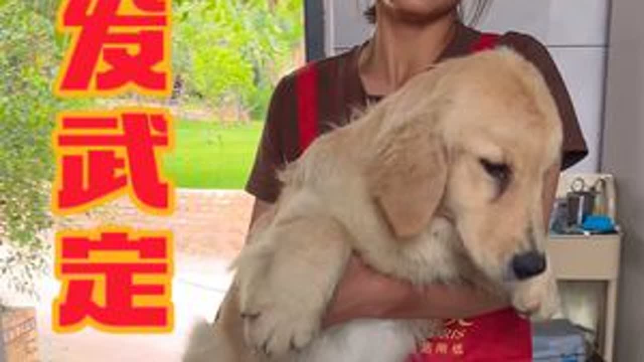 做人做事凭的是良心，希望我们的狗狗都能健康的去新家陪伴你#狗狗 #萌宠出道计划 #金毛 #治愈系笑容 #神奇动物在抖音