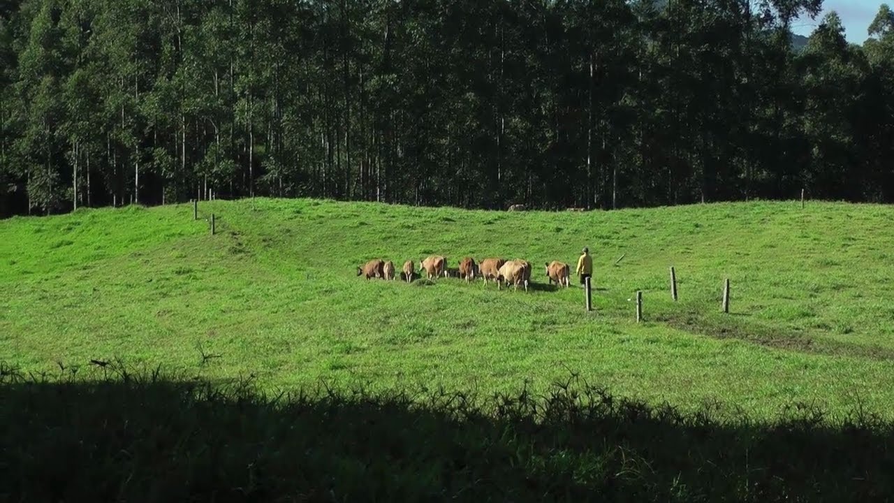 Produção de Leite Agroecológico em sistema Voisin. Santa Catarina