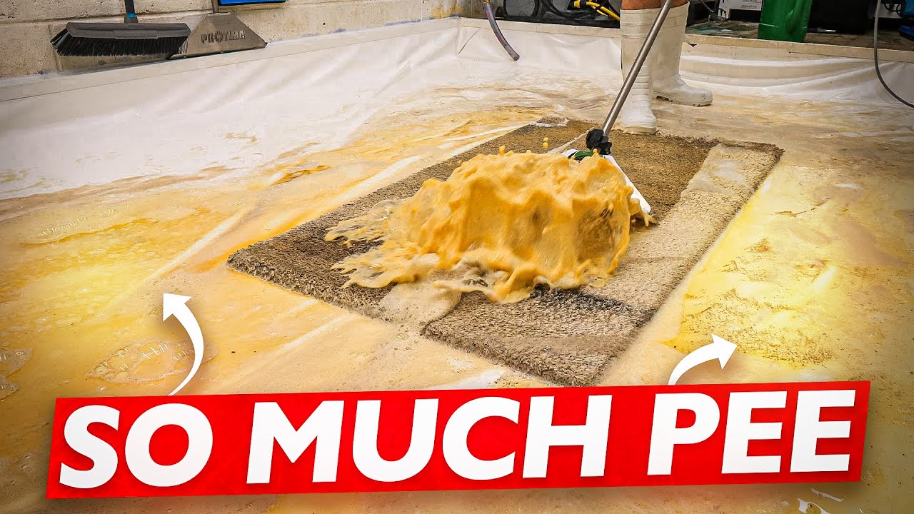 Pee Hard: Pee Soaked Rug Cleaning with a Vengeance! Satisfying ASMR Carpet Cleaning