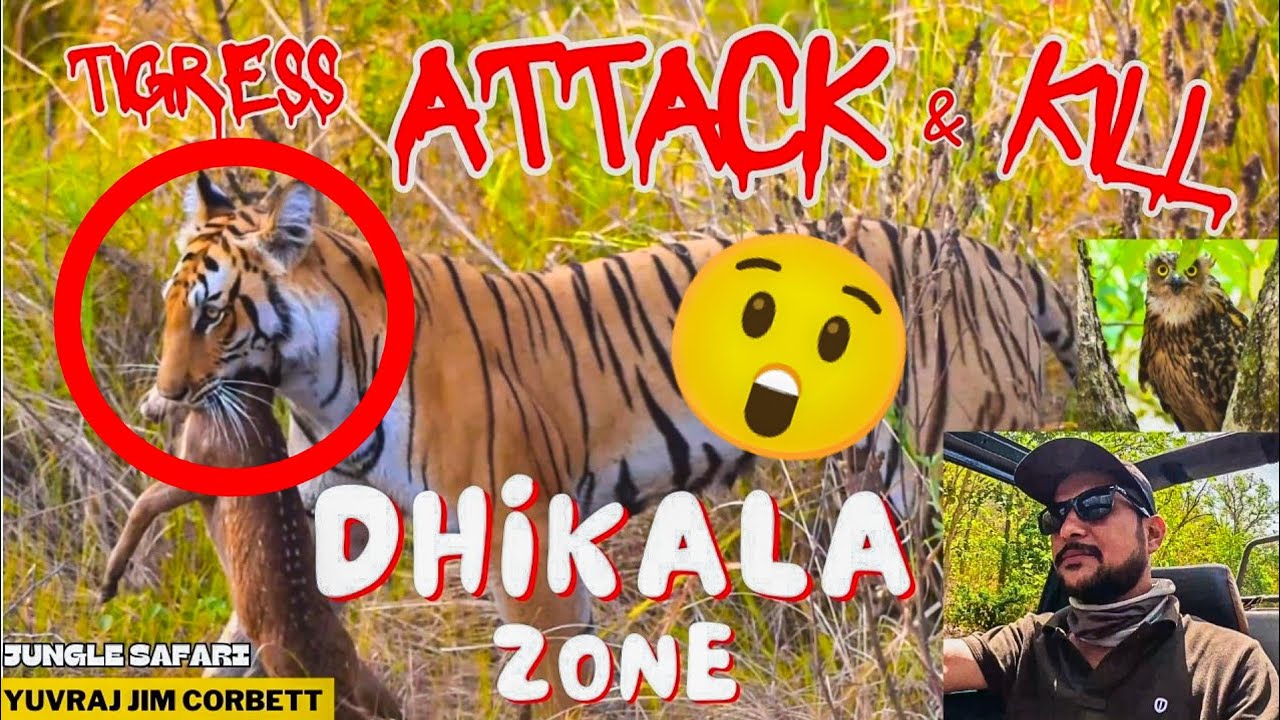 TIGER ATTACK & KILL BARKING DEER IN DHIKALA ZONE 😱 JIM CORBETT PARK SAFARI ❤️ #yuvrajjimcorbett