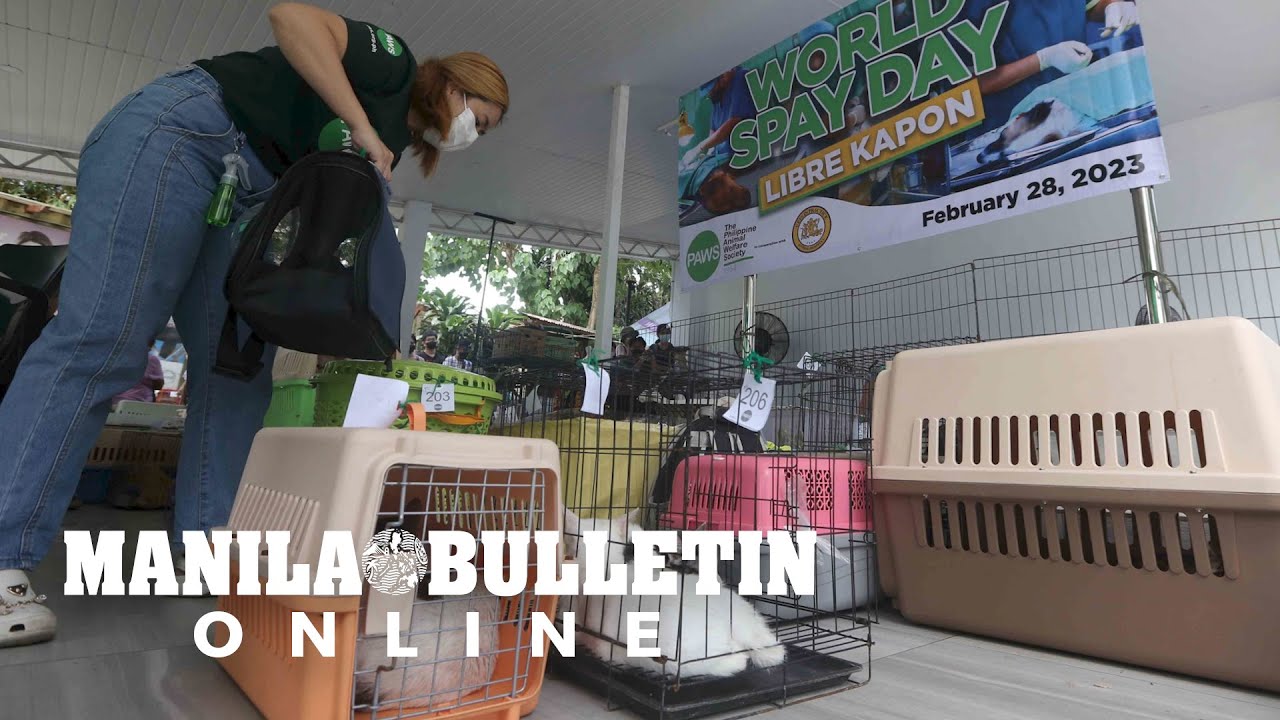 PAWS offers free 'kapon' to reduce stray animal problem on World Spay Day