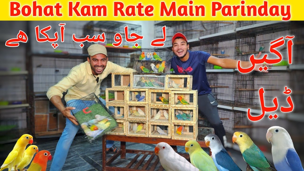 Amoos Bhai ki deals A Gai Bohat Kam Kimat Wale Birds #lahorientertainmentchannel