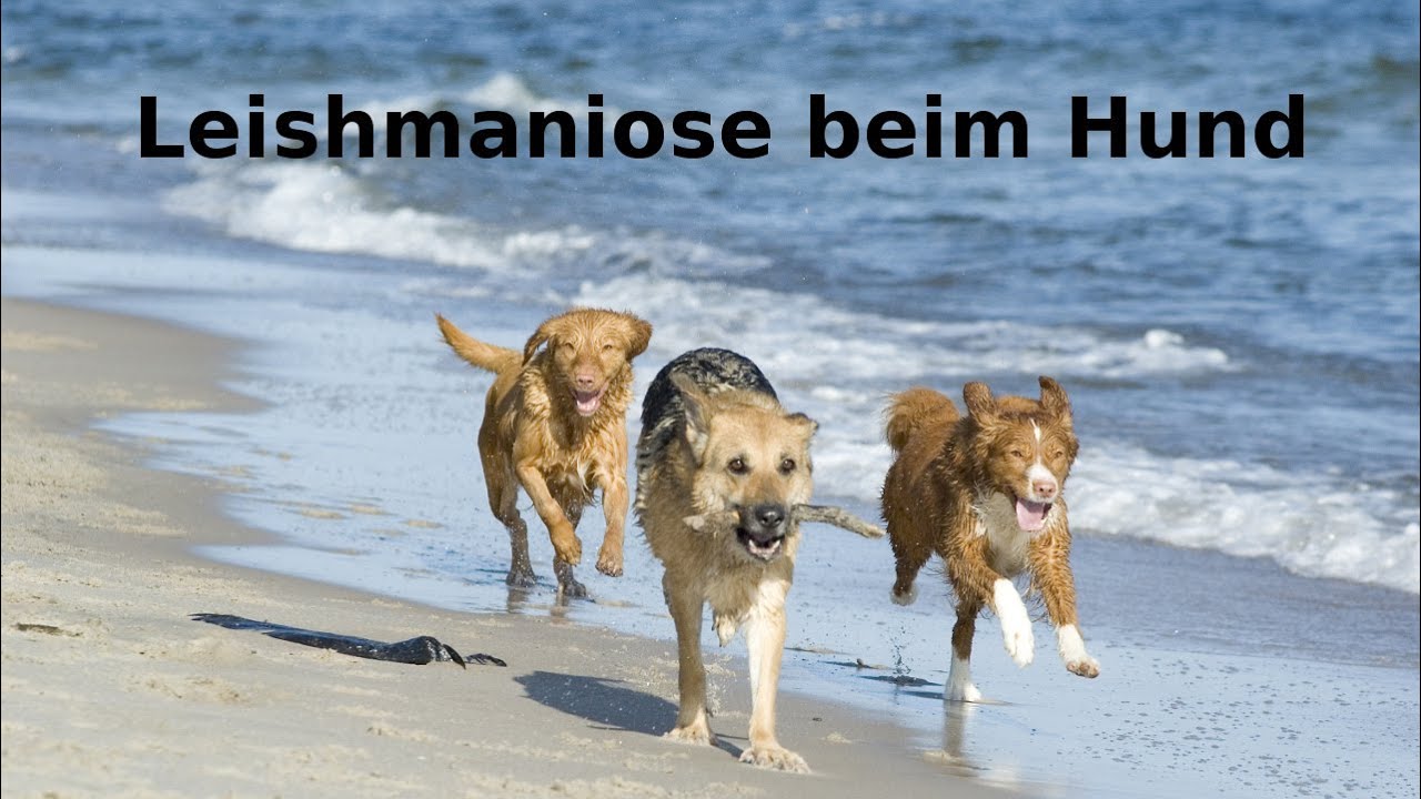 Leishmaniose beim Hund