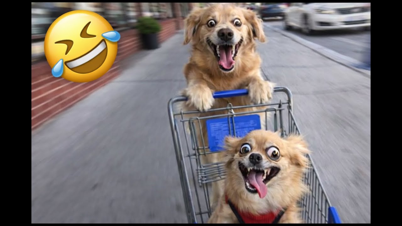 These Funny Animals Took the Prank WAY Too Far