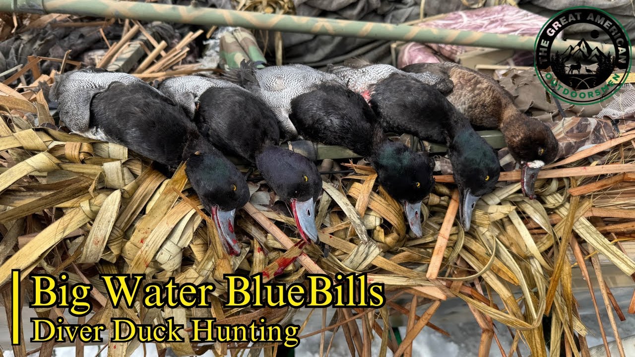 Big Water BlueBills | Diver Duck Hunting