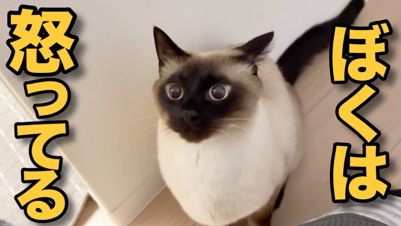 弟猫に寝床を取られたことを報告する兄猫が可愛すぎた