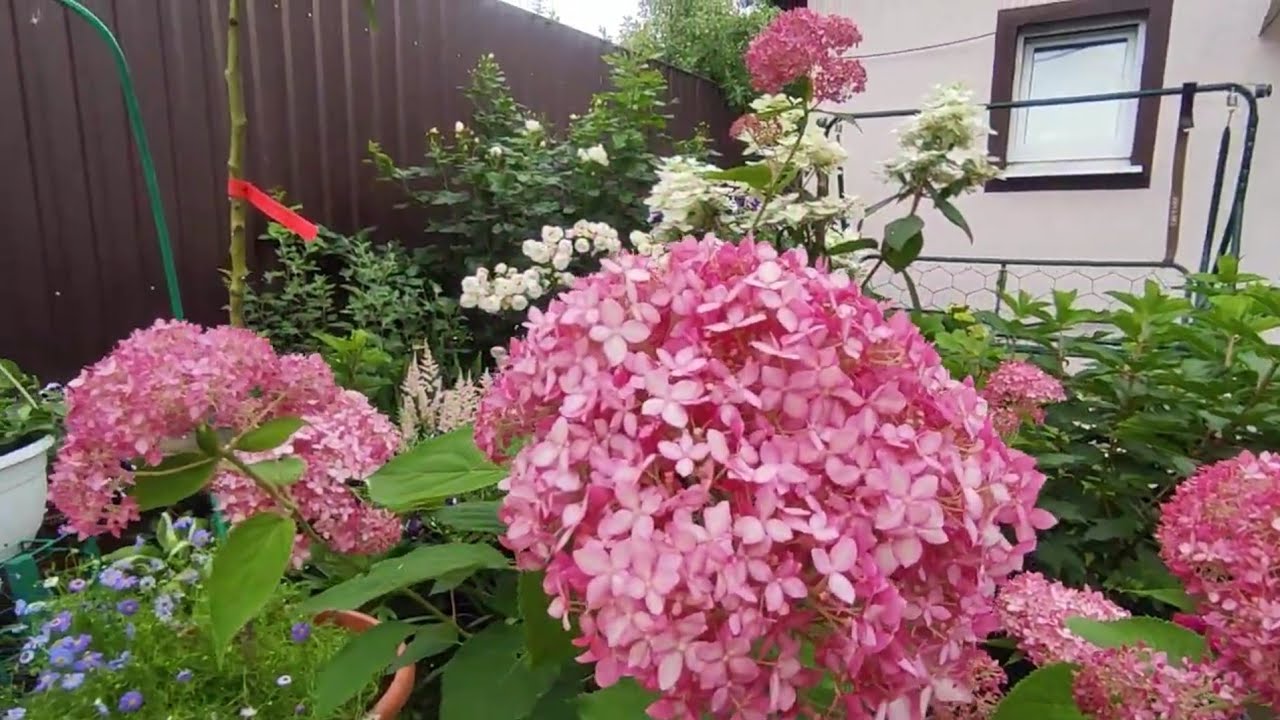 Гортензия  древовидная   Пинк Аннабель (Pink Annabelle)🌿🌸🌸