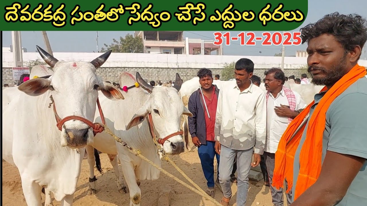 దేవరకద్ర బుధవారం ఎద్దుల సంత | Devarakadra Bulls market | Oxen prices | 31-12-2025 @purnafarms 
