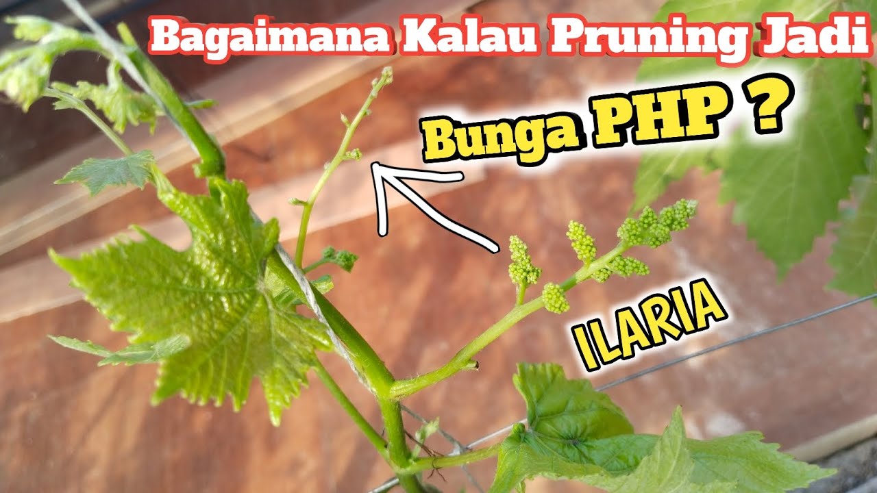 Pruning Anggur Dapatnya Bunga PHP||Ini Yang Harus Kita Lakukan !!!