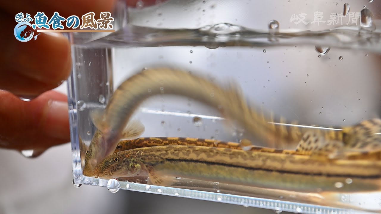 【ぎふ魚食の風景】アジメドジョウ　清流が育む味／岐阜県下呂市