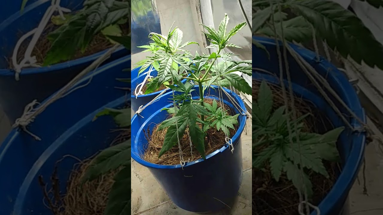 Cannabis com 30 dias