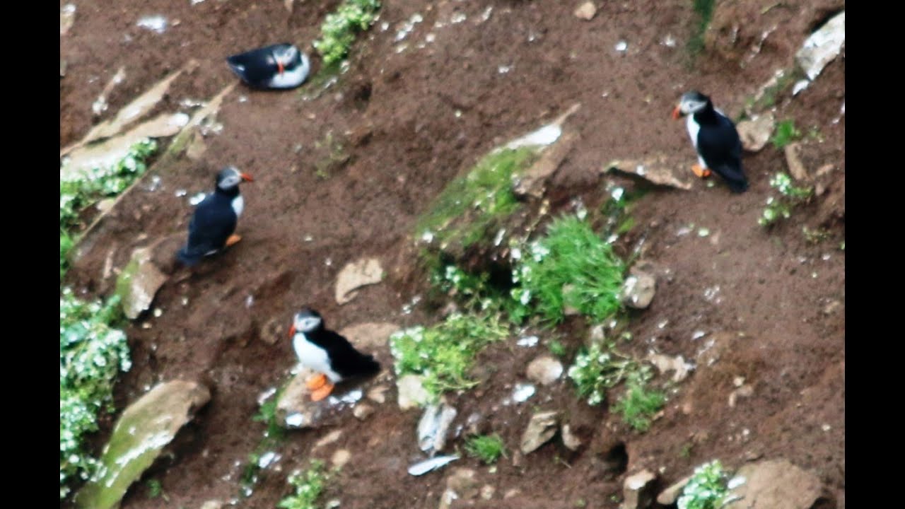 Rathlin Island visit to see the Puffins on 15th June 2016
