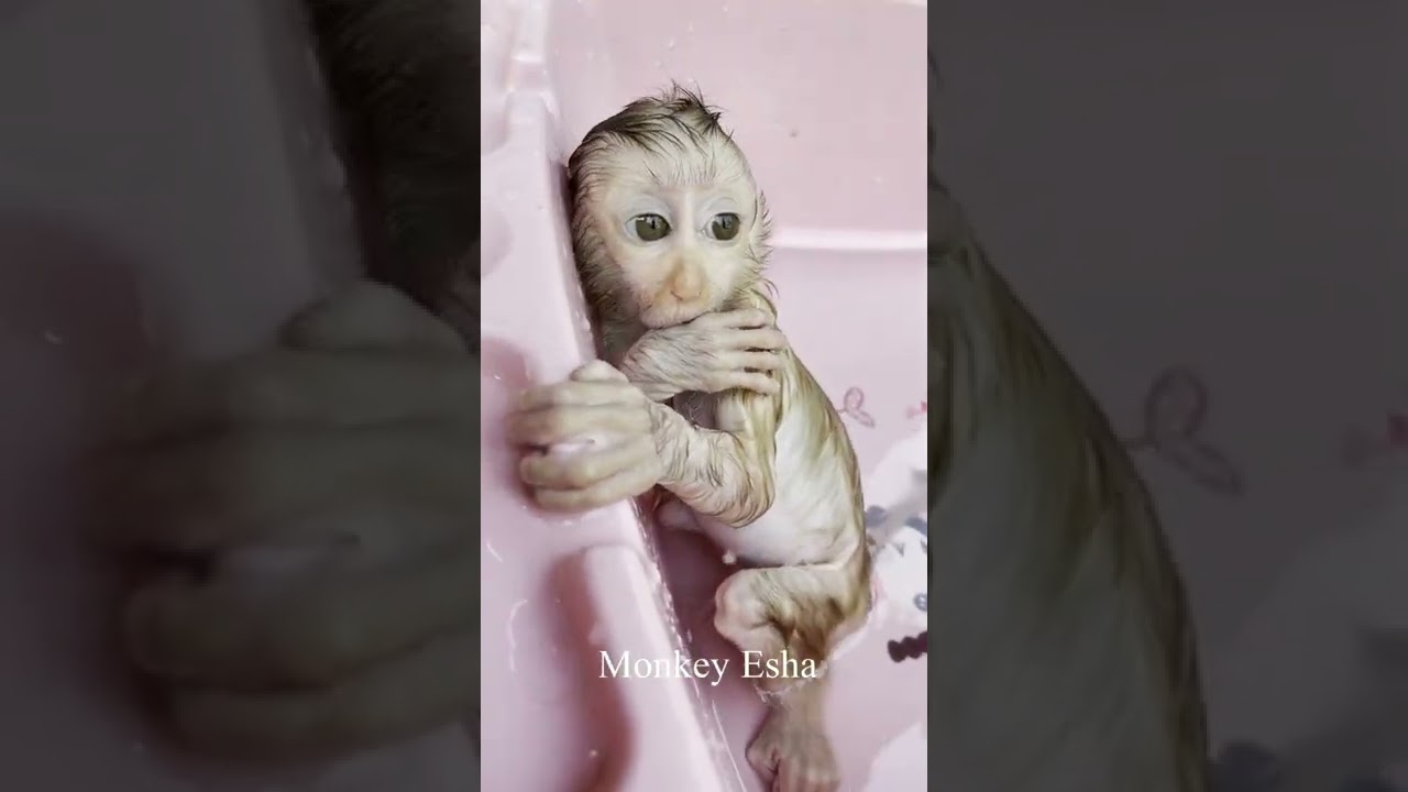 Dad takes a bath for baby monkey Esha.