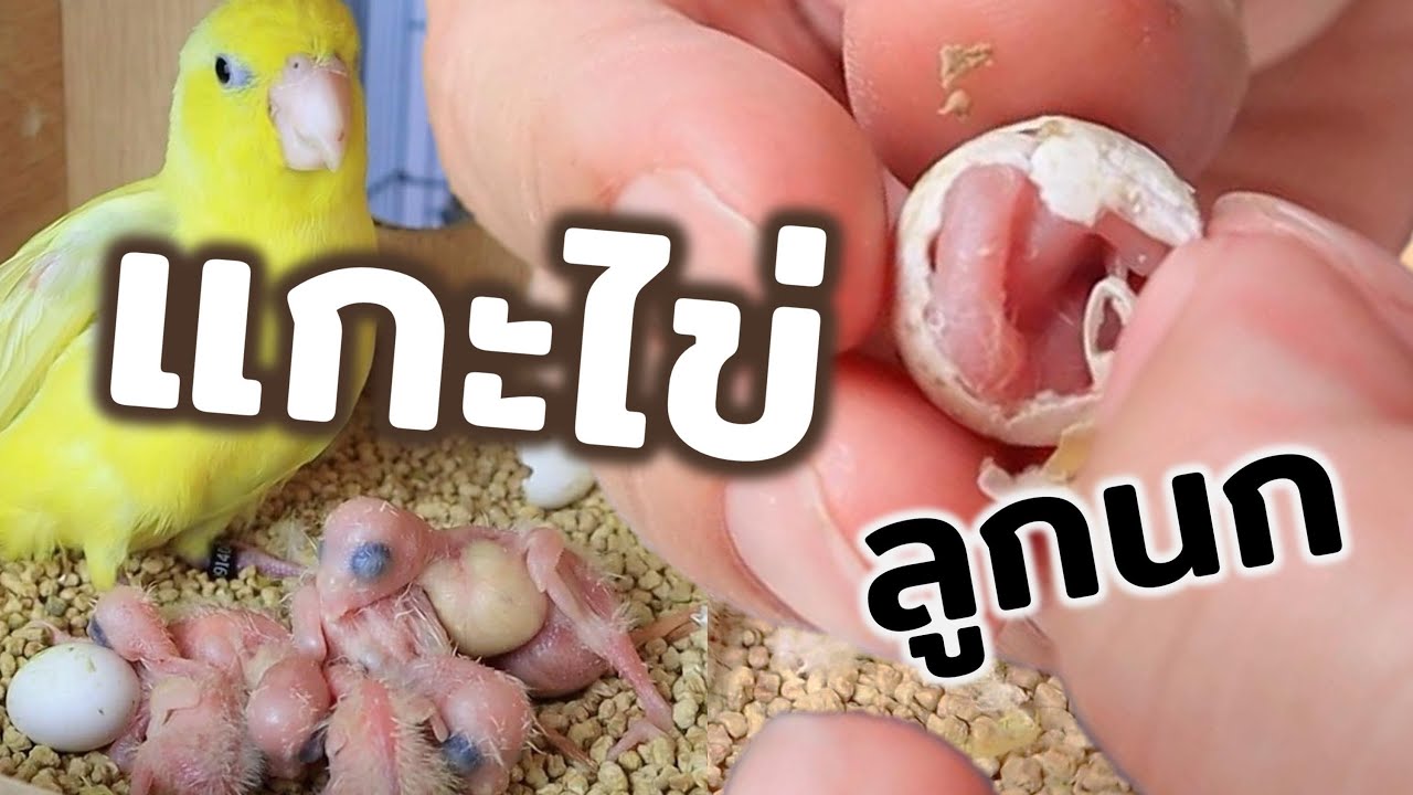 ไข่แตก!! ออกมาเป็นตัวแล้วจ้าาา