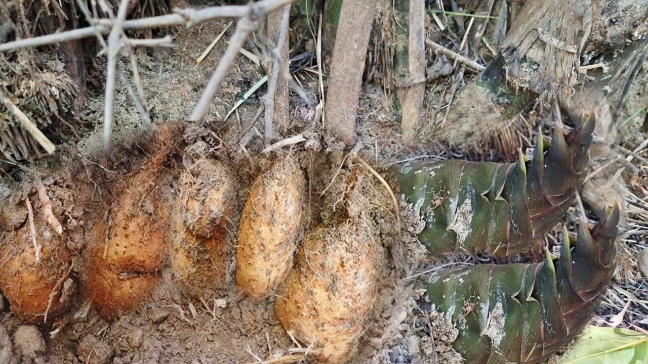 ขุดมันแซง🥔‼️โชคสองชั้นได้หน่อไม้ หน้าหนาว