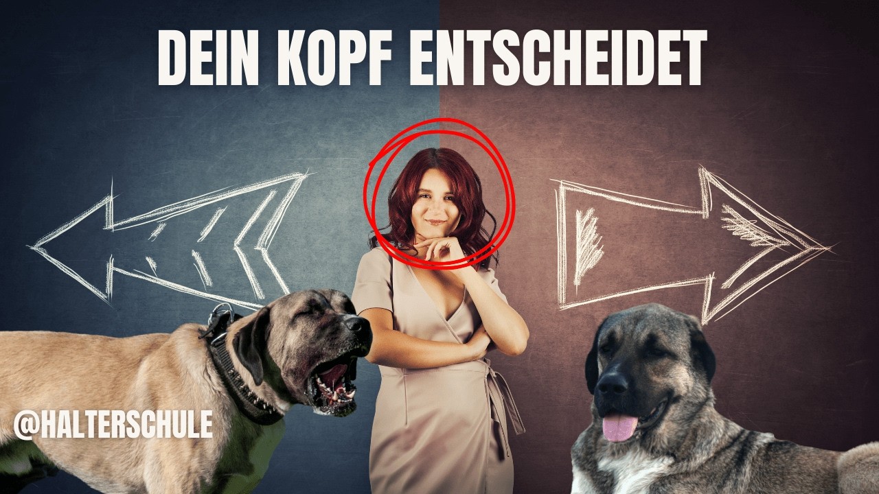 Dein Kopf killt dein Hundetraining #hundetraining #hundeerziehung #hundeschule #hundefakten