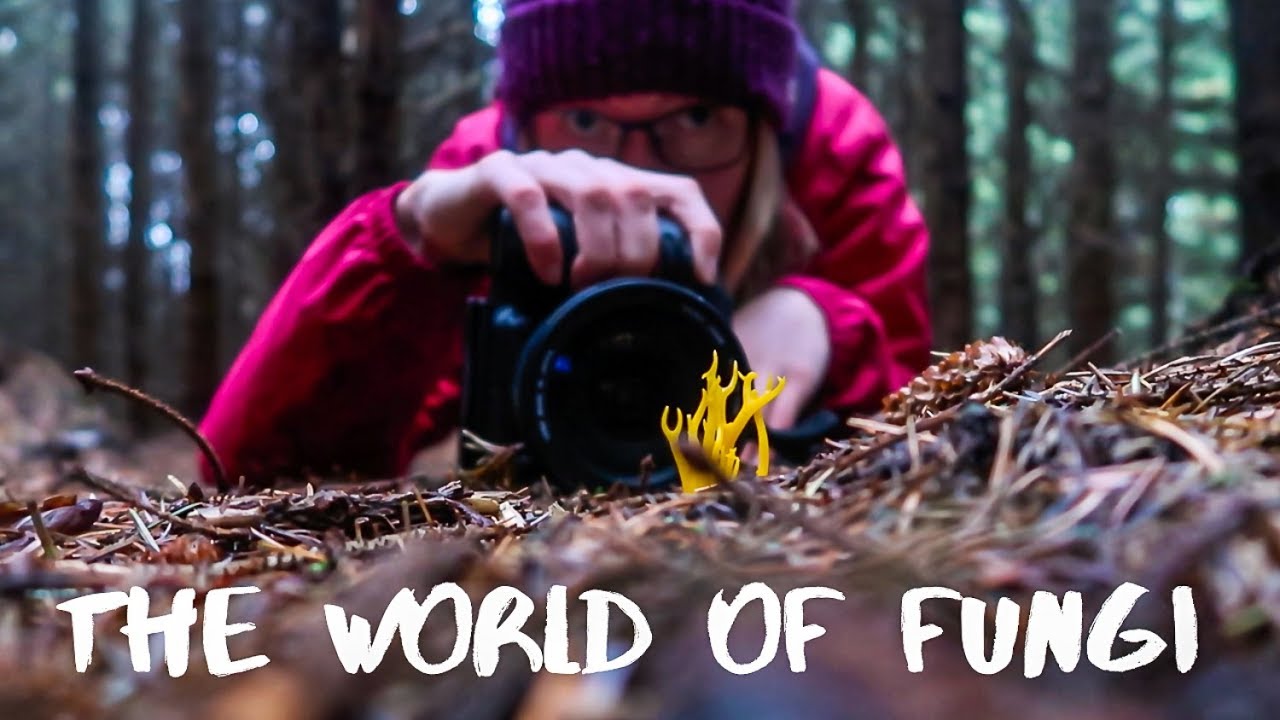 Photographing Fungi | Challenging Yourself Photographically