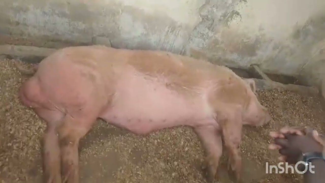 PIG FARMING| AGRISHOW 2025|RWANDA