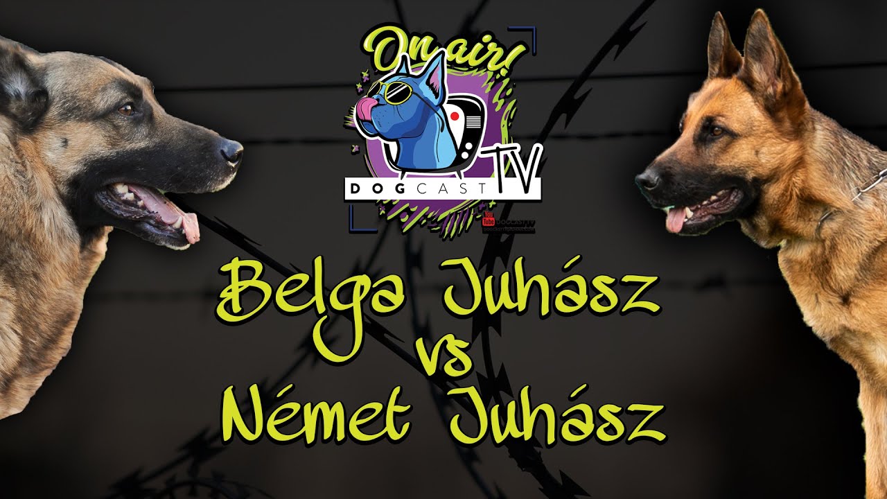 Belga juhászkutya vs Német juhászkutya!  Őrző-védő kutya bajnokság! DogCast TV