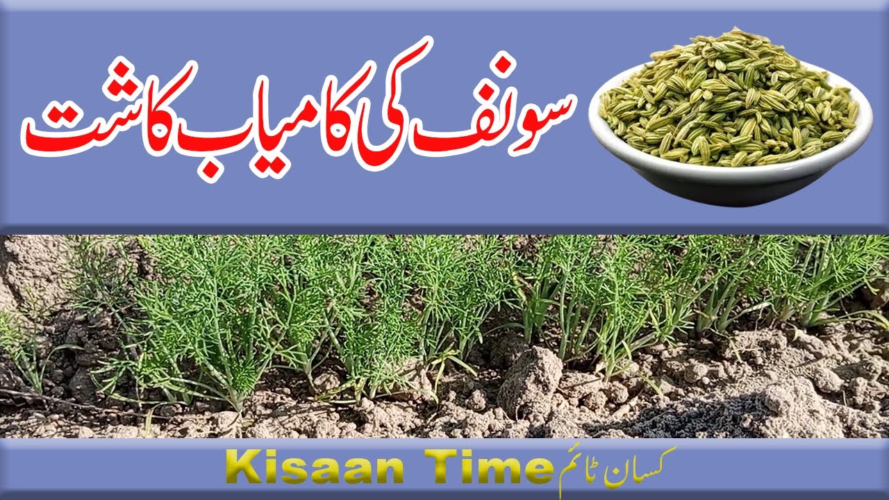 Saunf ki kasht saunf ki fasal saunf ki fasal kaise karenسونف کی کاشت سونف کی فصلkisan time کسان ٹائم